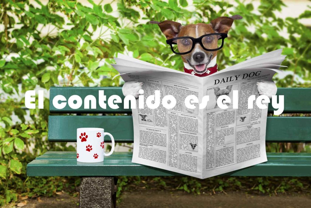 contenidos para sector veterinario y del mundo animal
