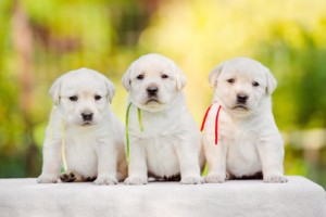 marketing a criadores de animales, perros y gatos