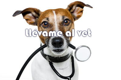 marketing a veterinarios
